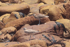 Numenius phaeopus phaeopus