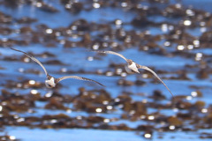 Numenius phaeopus phaeopus