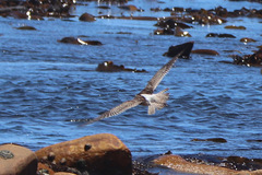 Numenius phaeopus phaeopus