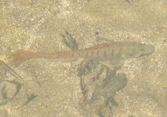 Stenogobius hawaiiensis