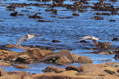 Numenius phaeopus phaeopus