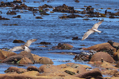 Numenius phaeopus phaeopus