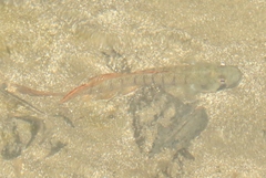 Stenogobius hawaiiensis