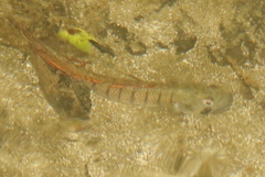 Stenogobius hawaiiensis