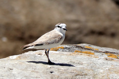 Charadrius marginatus
