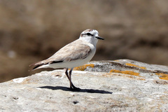 Charadrius marginatus