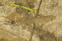 Stenogobius hawaiiensis