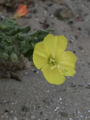 Oenothera coquimbensis