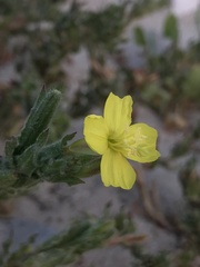 Oenothera coquimbensis