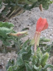 Oenothera coquimbensis