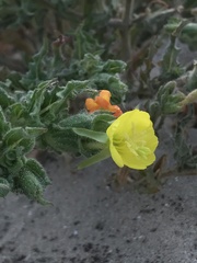 Oenothera coquimbensis