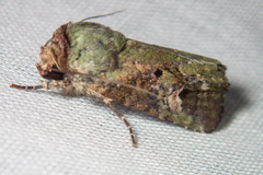 Lignispalta viridaria