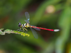 Rhinagrion borneense