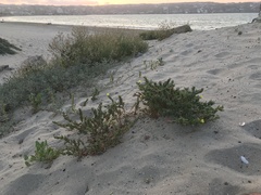 Oenothera coquimbensis