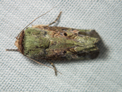 Lignispalta viridaria