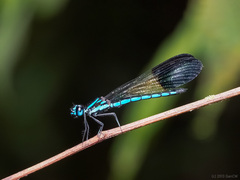 Chlorocyphidae