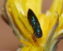 Buprestidae