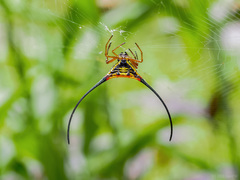 Macracantha arcuata