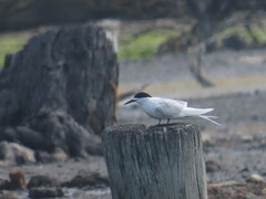 Sterna striata striata