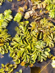 Salvinia molesta