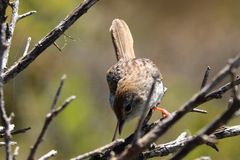 Cisticola subruficapilla