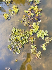 Salvinia molesta