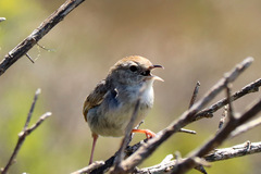 Cisticola subruficapilla