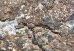 Trentepohlia australasiae