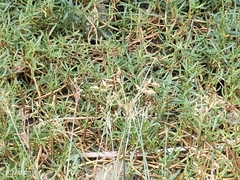 Ixobrychus sinensis