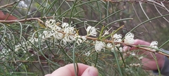 Hakea teretifolia