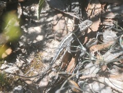 Ctenophorus spinodomus