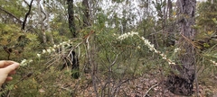 Hakea teretifolia