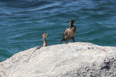 Microcarbo coronatus