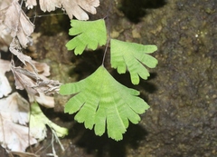Adiantum capillus-veneris