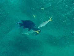 Microspathodon dorsalis