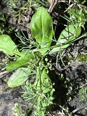 Cyclospermum leptophyllum