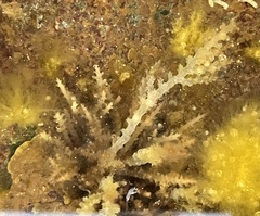 Acanthophora