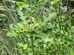 Acanthus ilicifolius