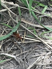 Sphictostethus nitidus