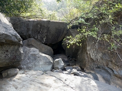 Ficus tinctoria gibbosa