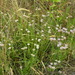 Erigeron decumbens decumbens - Photo (c) Bruce Newhouse, some rights reserved (CC BY-NC-ND), uploaded by Bruce Newhouse