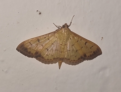 Patania balteata