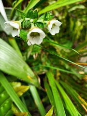 Geum cockaynei