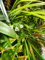 Geum cockaynei