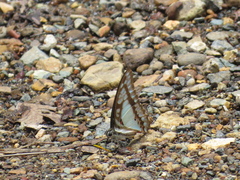 Graphium eurypylus