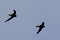 Hirundapus caudacutus