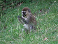 Chlorocebus tantalus