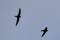 Hirundapus caudacutus