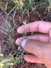 Pombalia verticillata