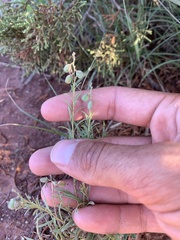 Pombalia verticillata